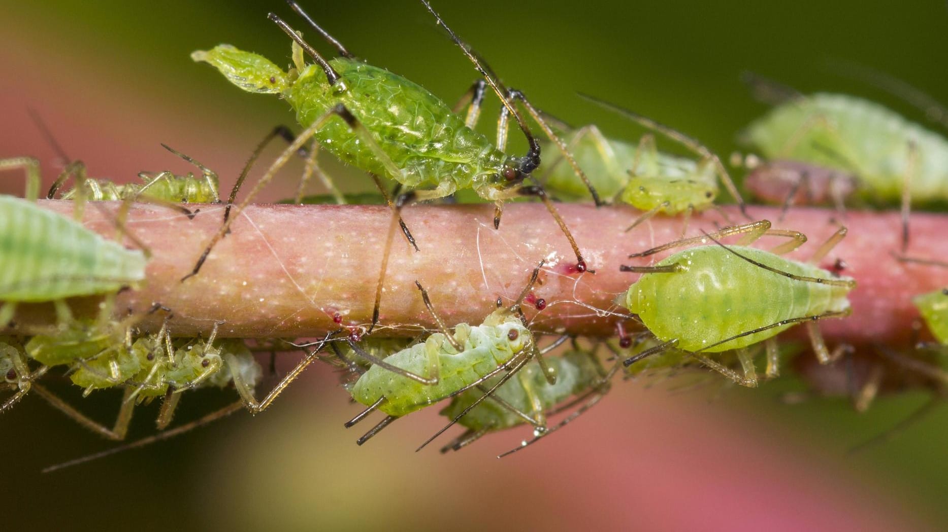 Blattläuse: Die Schädlinge übertragen allerlei Pflanzenkrankheiten – unter anderem auch Tomatenmosikvirus und Baumkrebs. Blattläuse: Die Schädlinge übertragen allerlei Pflanzenkrankheiten – unter anderem auch Tomatenmosikvirus und Baumkrebs.