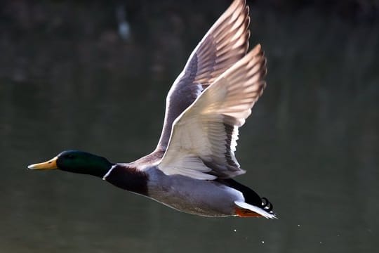 Eine Stockente im Flug: In nur zwei Tagen ist eine Ente wie diese vom mittelhessischen Lich nach Russland geflogen. (Symbolbild) Eine Stockente im Flug: In nur zwei Tagen ist eine Ente wie diese vom mittelhessischen Lich nach Russland geflogen. (Symbolbild)