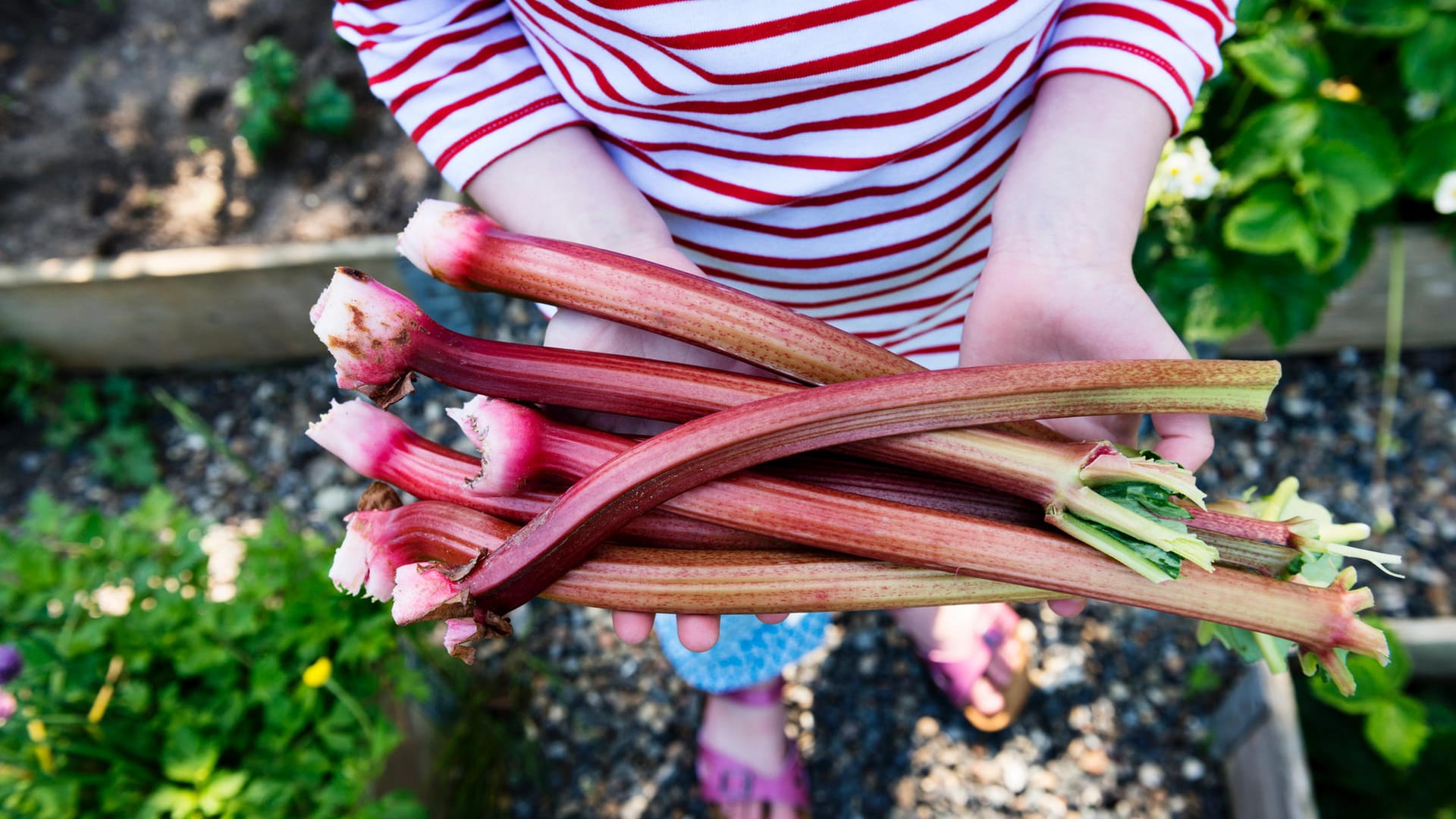 Rhabarber im Garten: Schon im April oder Mai kann Rhabarber geerntet werden. Rhabarber im Garten: Schon im April oder Mai kann Rhabarber geerntet werden.