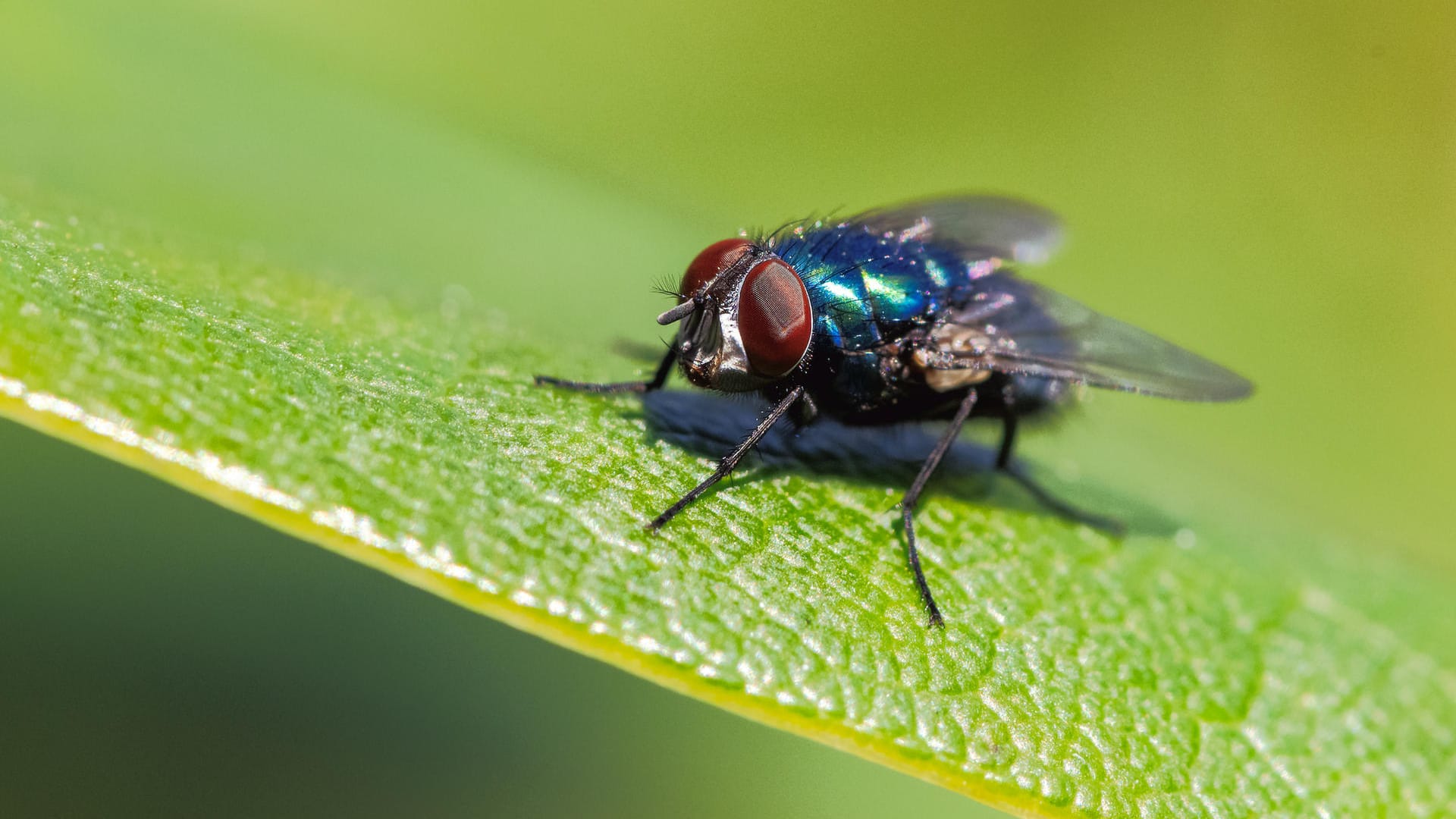 Insekt: Die Blaue Schmeiß- oder Fleischfliege (Calliphora vicina) ist deutlich an ihrem schimmernden Körper erkennbar. Insekt: Die Blaue Schmeiß- oder Fleischfliege (Calliphora vicina) ist deutlich an ihrem schimmernden Körper erkennbar.