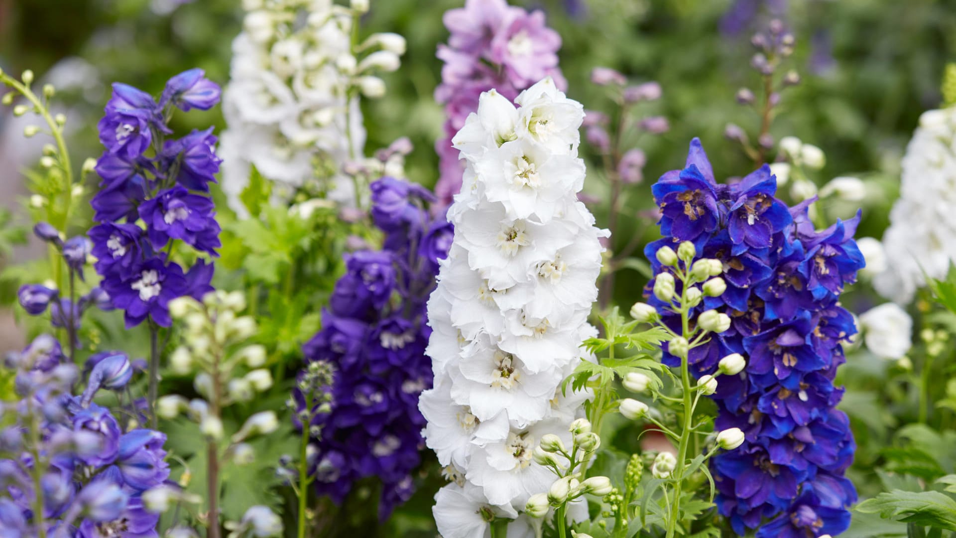 Larkspur flowers, Delphinium elatum Larkspur flowers, Delphinium elatum