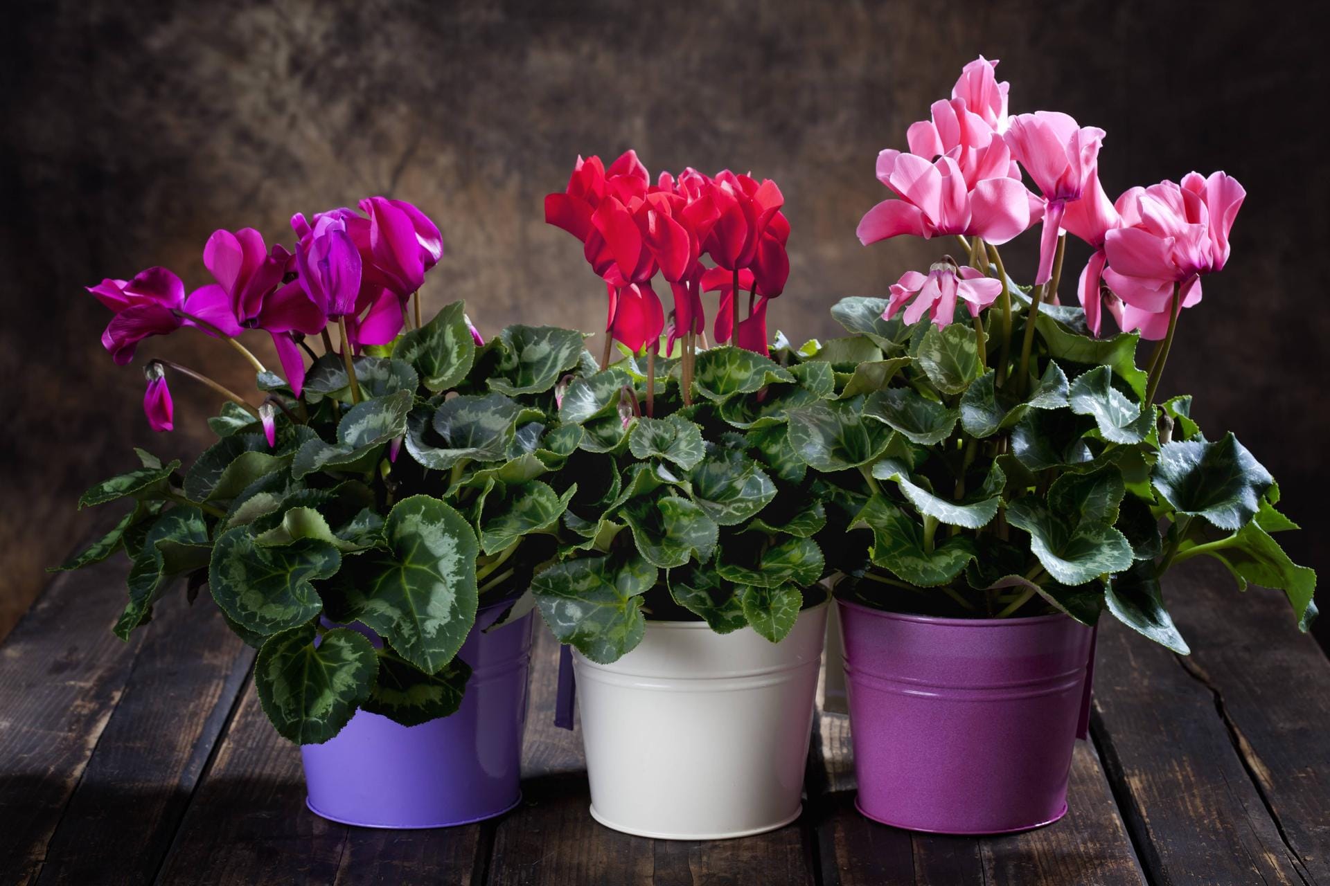 Platz 5: Es blüht den ganzen Winter über, aber nur wenn die Raumtemperaturen stimmen: das Alpenveilchen (Cyclamen persicum). Es fühlt sich bei Temperaturen zwischen 13 und 16 Grad richtig wohl. Platz 5: Es blüht den ganzen Winter über, aber nur wenn die Raumtemperaturen stimmen: das Alpenveilchen (Cyclamen persicum). Es fühlt sich bei Temperaturen zwischen 13 und 16 Grad richtig wohl.