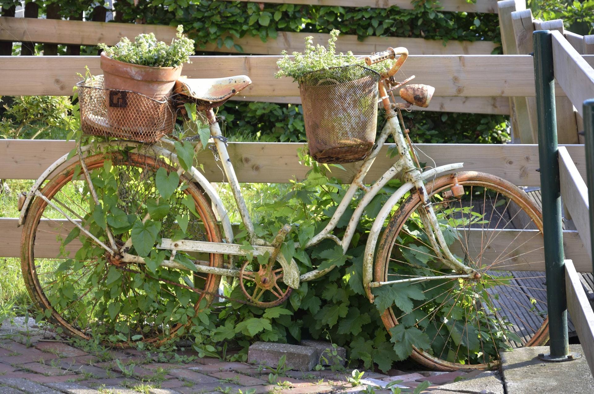 Bepflanztes Fahrrad: Ein ausgedienter Drahtesel wird so in Ihrem Garten zum absoluten Hingucker. Bepflanztes Fahrrad: Ein ausgedienter Drahtesel wird so in Ihrem Garten zum absoluten Hingucker.