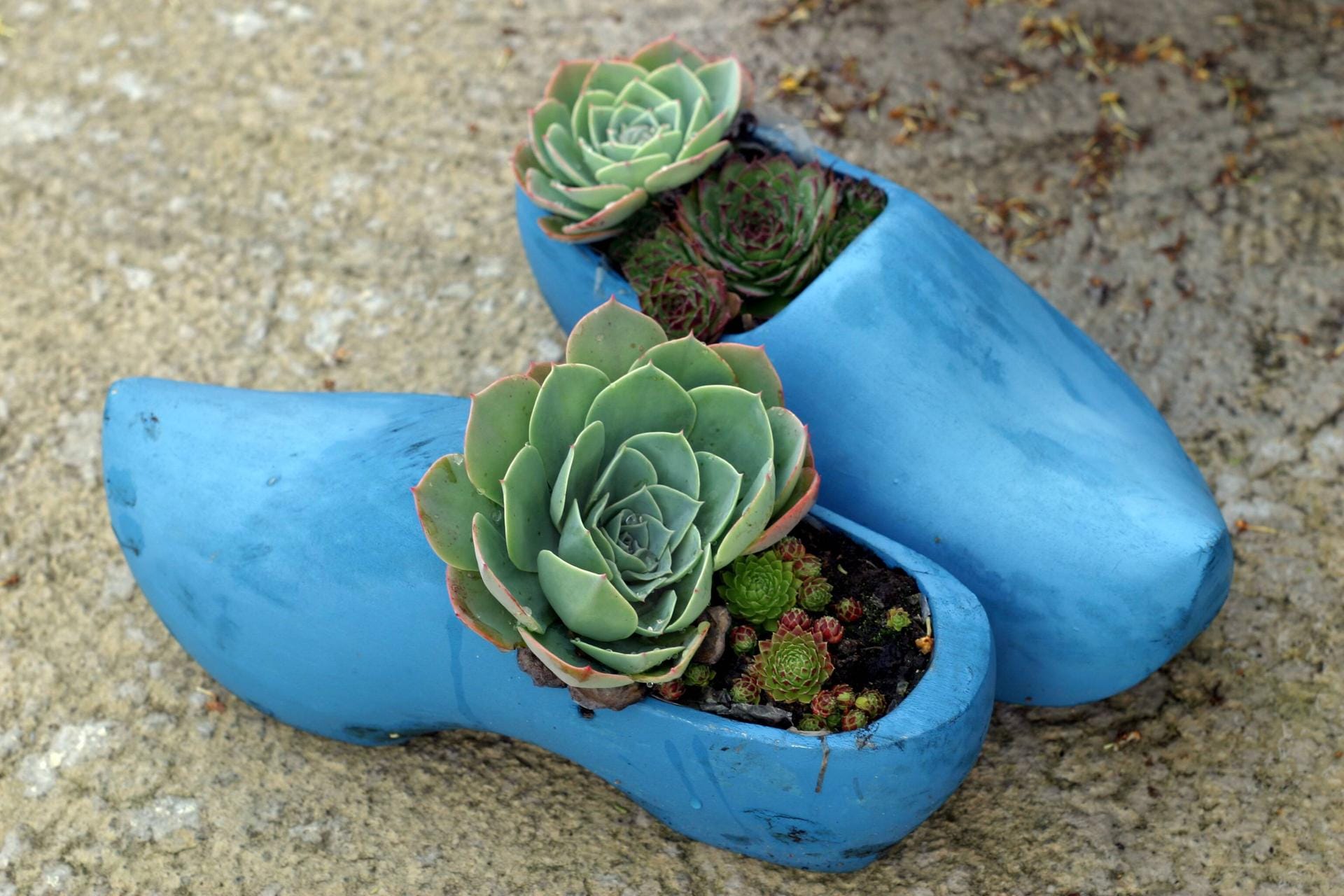 Holländische Holzschuhe als Blumentöpfe: Wenn Sie nicht in die "Klompen" schlüpfen möchten, bepflanzen Sie die Clogs doch einfach, zum Beispiel mit Hauswurz. Holländische Holzschuhe als Blumentöpfe: Wenn Sie nicht in die "Klompen" schlüpfen möchten, bepflanzen Sie die Clogs doch einfach, zum Beispiel mit Hauswurz.