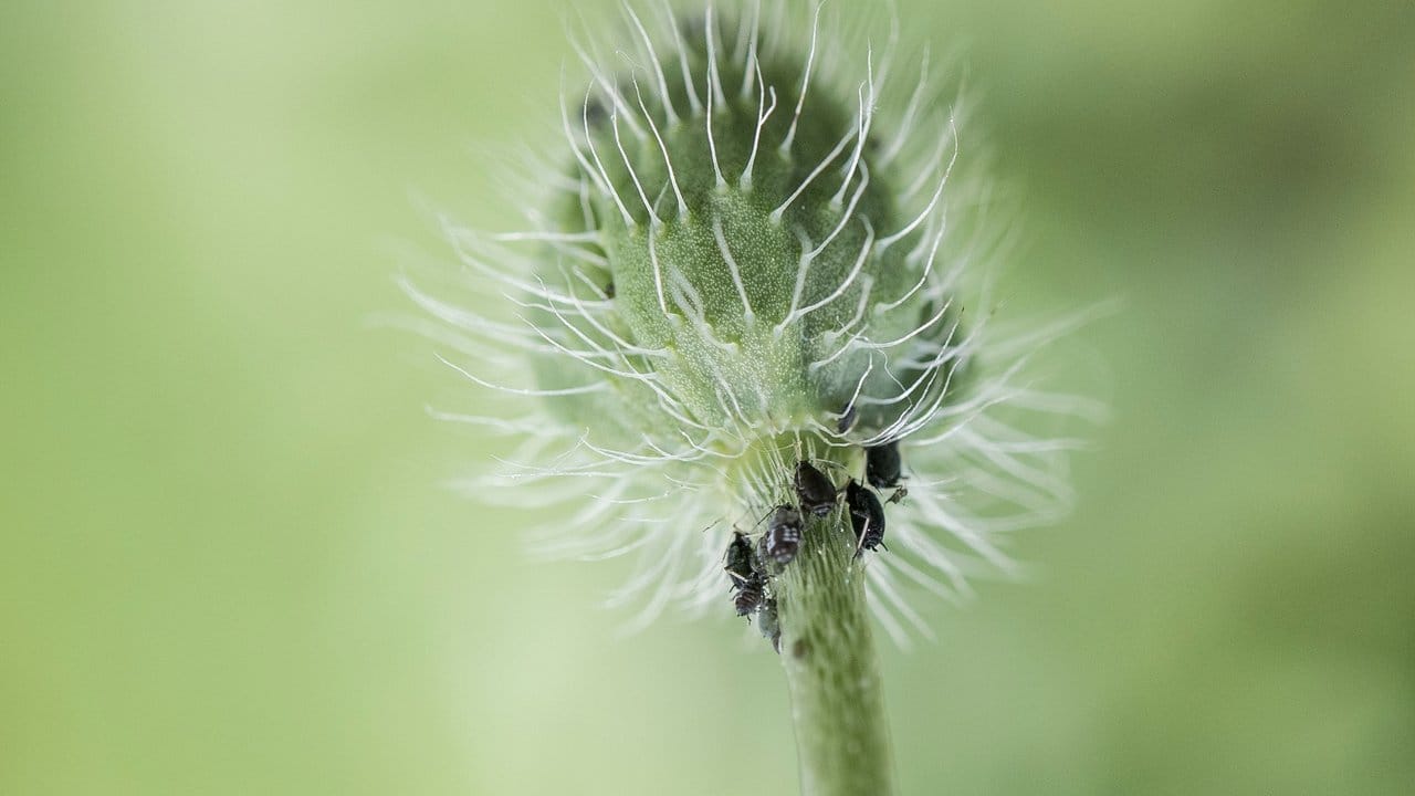 In einem funktionierenden Ökosystem muss es auch Futterpflanzen für Blattläuse und Raupen geben, die wiederum Nahrungsquelle für Vögel und andere Insekten sind.