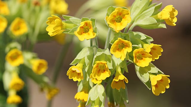 Die gelben Blüten der Schlüsselblume bringen die Sonne in den Garten. Die gelben Blüten der Schlüsselblume bringen die Sonne in den Garten.
