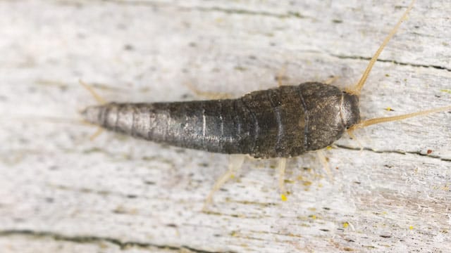 Silberfische lieben Küchen und Bäder, weil es dort meist sehr feucht und warm ist Silberfische lieben Küchen und Bäder, weil es dort meist sehr feucht und warm ist