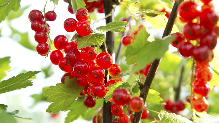 Beliebte Gartensträucher: Johannisbeeren Beliebte Gartensträucher: Johannisbeeren