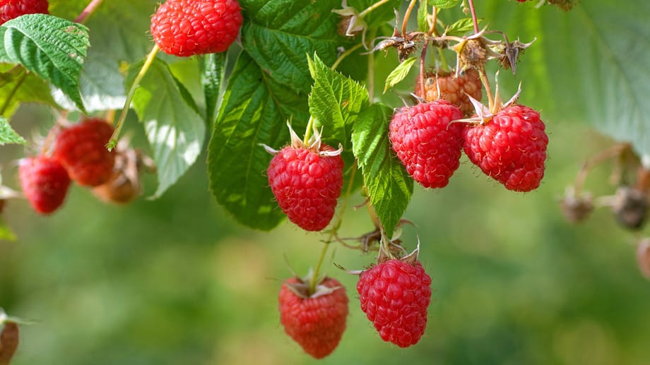 Beliebte Gartensträucher: Himbeeren Beliebte Gartensträucher: Himbeeren