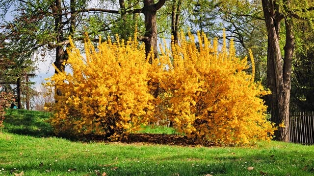 Die gelben Blüten der Forsythie sind ein klassischer Bote von Frühling- und Osterzeit Die gelben Blüten der Forsythie sind ein klassischer Bote von Frühling- und Osterzeit