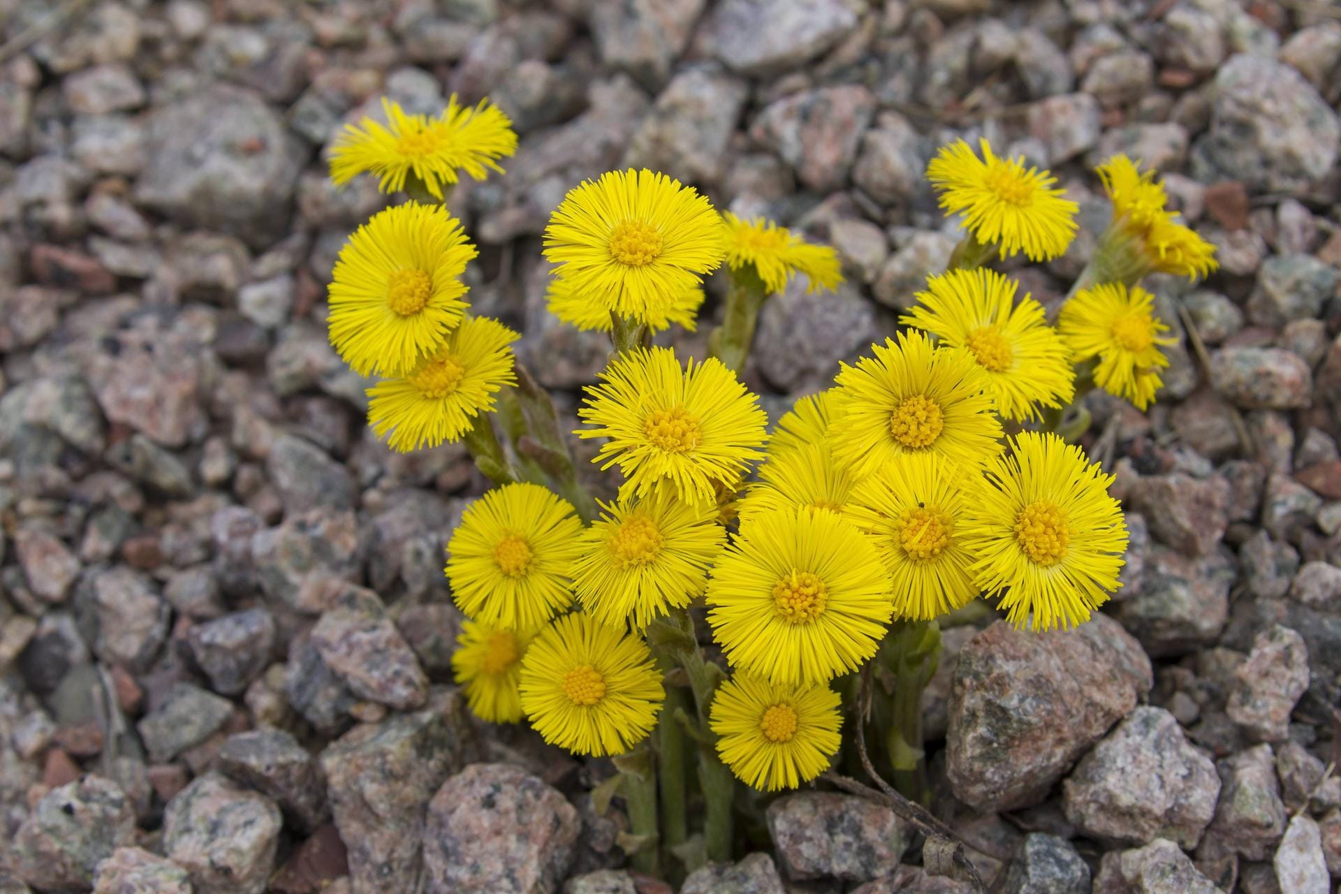 Die Blüten des Huflattich werden leicht mit Löwenzahn verwechselt. Blütezeit ist von Februar bis April. Die Pflanze ist so genügsam, dass sie sogar auf Braunkohle wächst. Als Hustenmittel wird Huflattich seit der Antike verwendet. Die Blüten des Huflattich werden leicht mit Löwenzahn verwechselt. Blütezeit ist von Februar bis April. Die Pflanze ist so genügsam, dass sie sogar auf Braunkohle wächst. Als Hustenmittel wird Huflattich seit der Antike verwendet.
