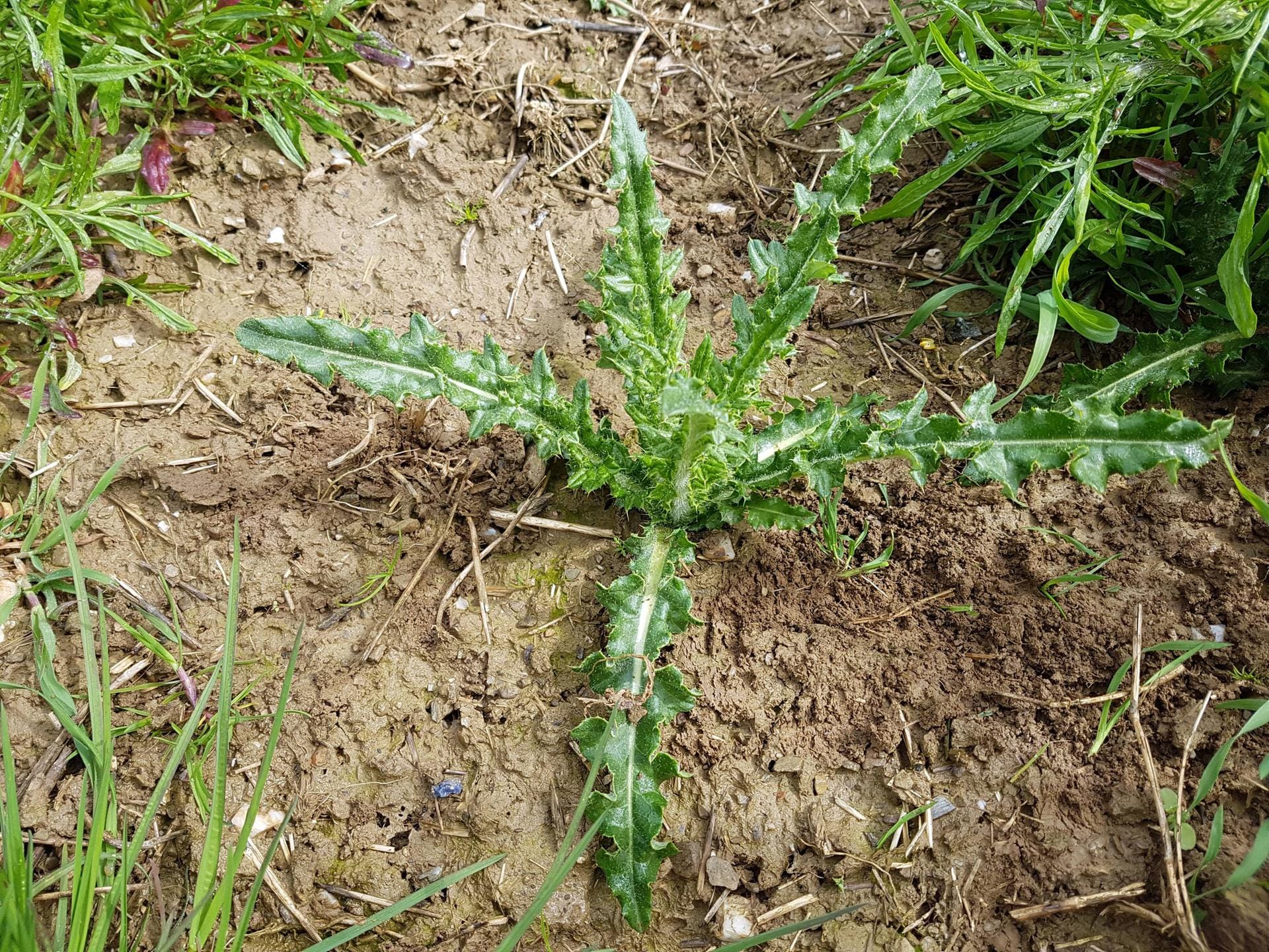 Acker-Kratzdistel Acker-Kratzdistel