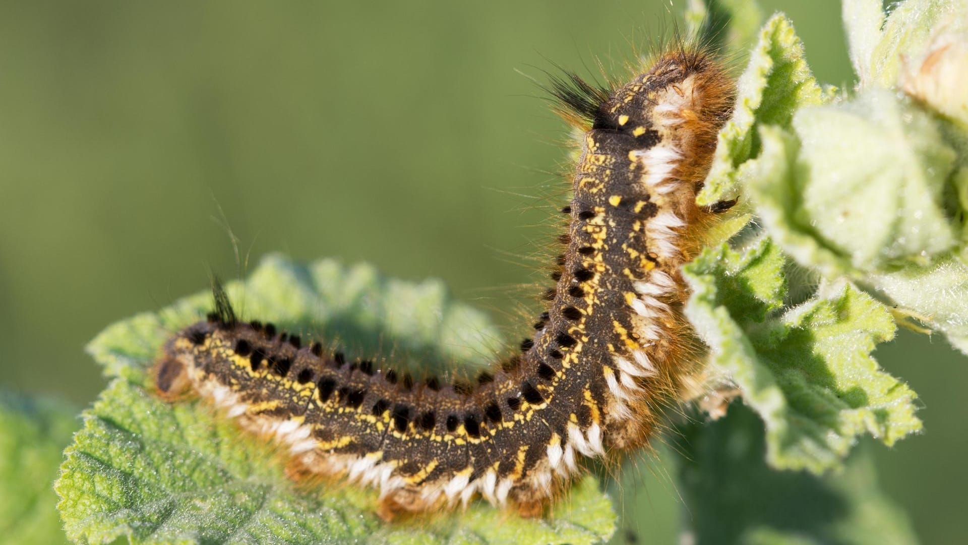 Raupen haben mächtig Appetit. Doch nicht alle Raupenarten im Garten sind schädlich. Raupen haben mächtig Appetit. Doch nicht alle Raupenarten im Garten sind schädlich.