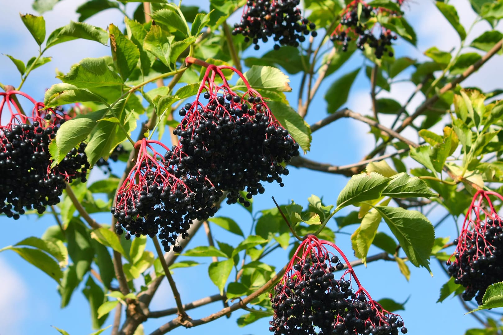 Der Holunder ist reif, wenn sich die Stiele rötlich und die Beeren schwarz verfärben. Der Holunder ist reif, wenn sich die Stiele rötlich und die Beeren schwarz verfärben.