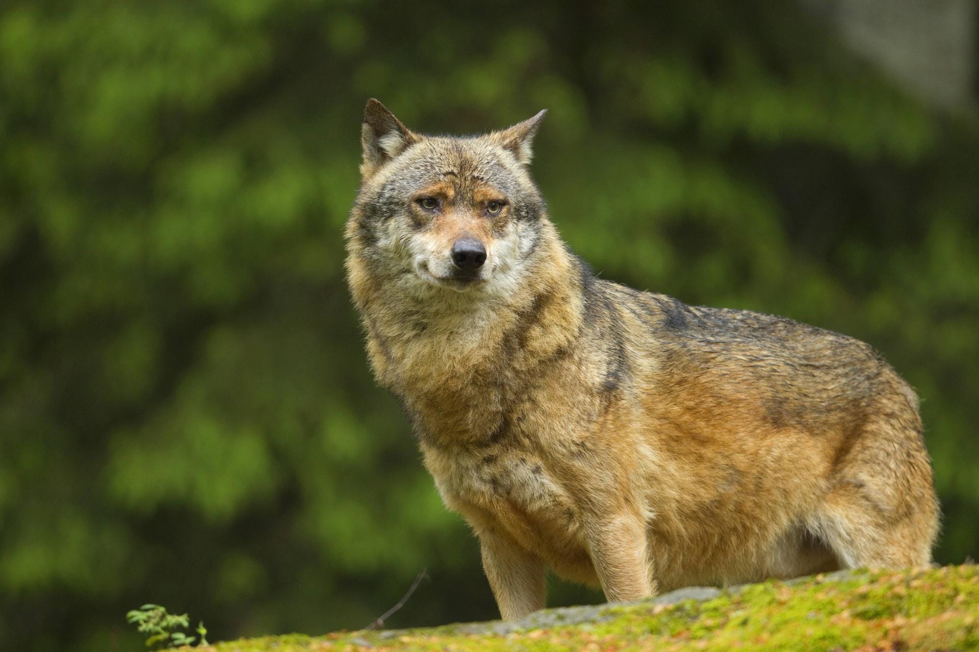 Wildtiere in Deutschland: Wölfe Wildtiere in Deutschland: Wölfe