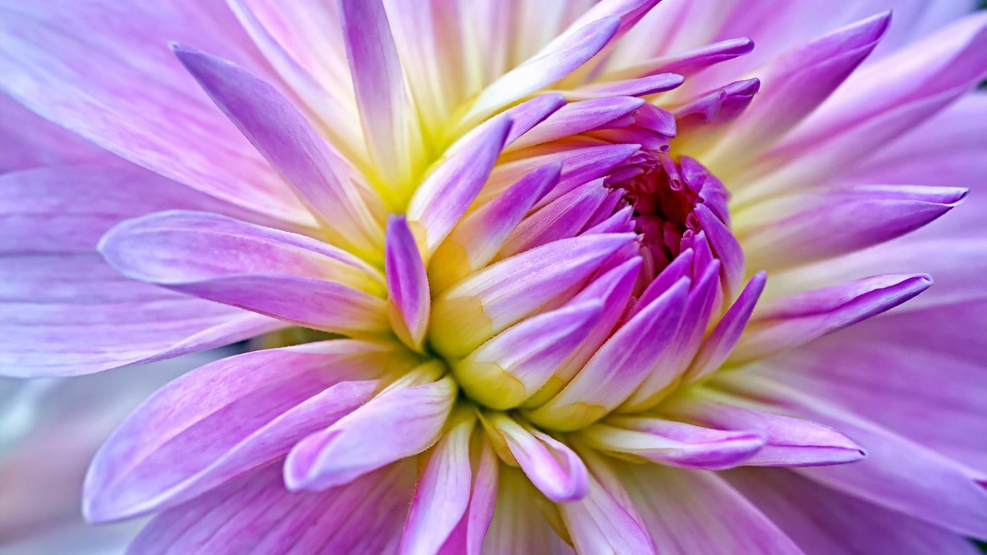 Gartendahlie: Die Blume blüht auch noch im Herbst mit der richtigen Pflege lange.