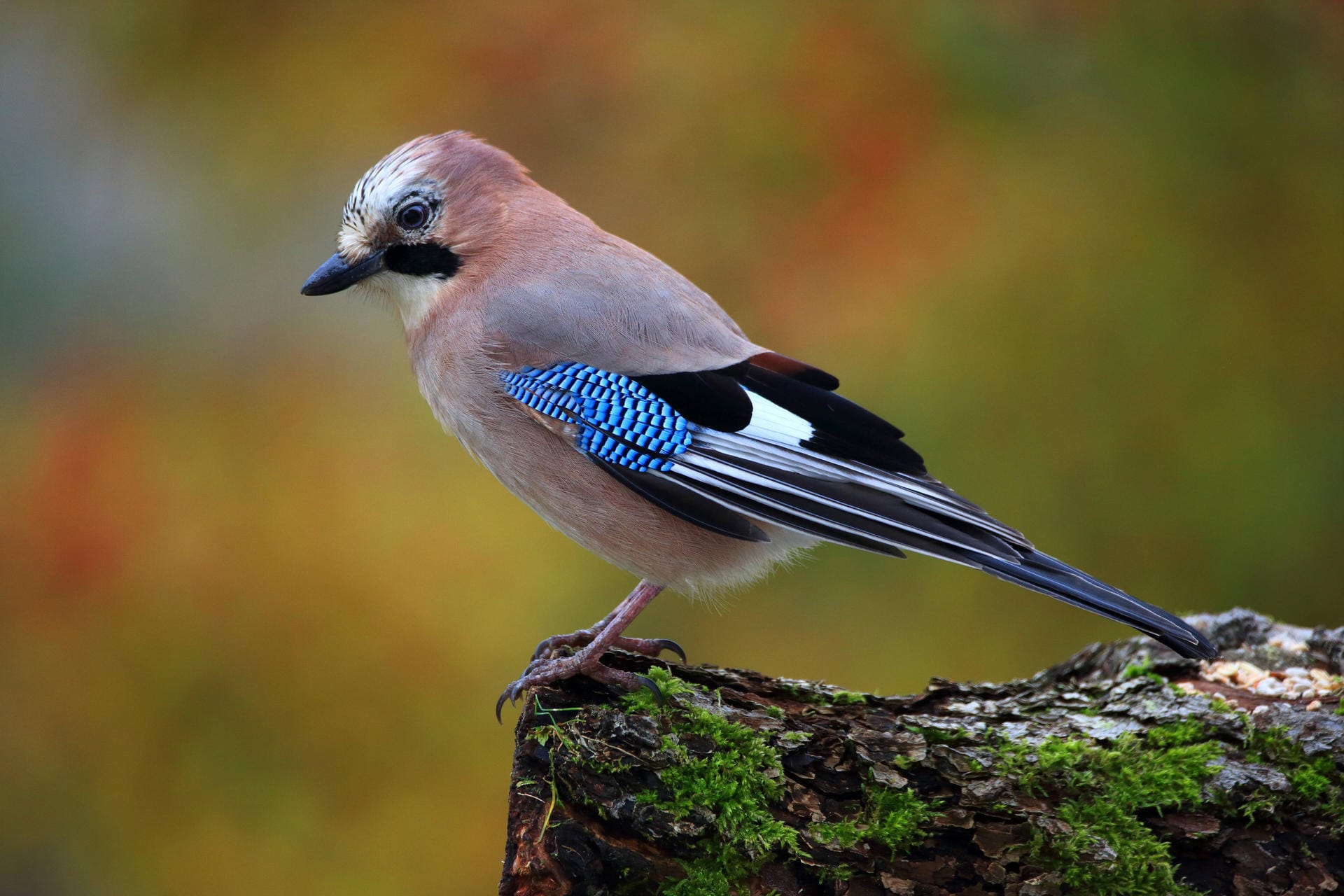 Eichelhäher (Garrulus glandarius): Seinen Namen verdankt der Prächtigste unter den Rabenvögeln seiner Leibspeise, den Eicheln. Eichelhäher (Garrulus glandarius): Seinen Namen verdankt der Prächtigste unter den Rabenvögeln seiner Leibspeise, den Eicheln.