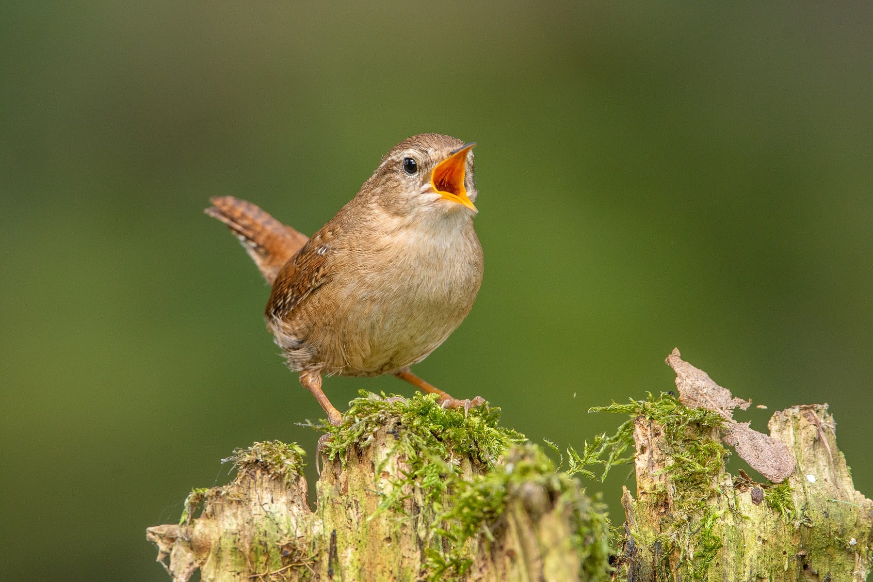 Zaunkönig (Troglodytes troglodytes) Zaunkönig (Troglodytes troglodytes)