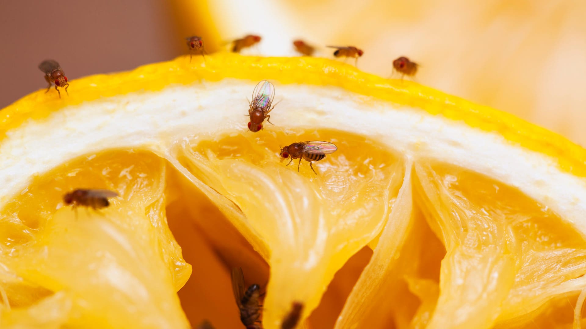 Fruchtfliegen: Obstfliegen ernähren sich vorwiegend von Obst und Früchten. Fruchtfliegen: Obstfliegen ernähren sich vorwiegend von Obst und Früchten.