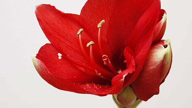 Amaryllis