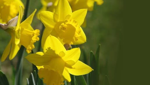 Osterglocken können die Haut reizen Osterglocken können die Haut reizen