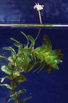 Wasserpest Wasserpest