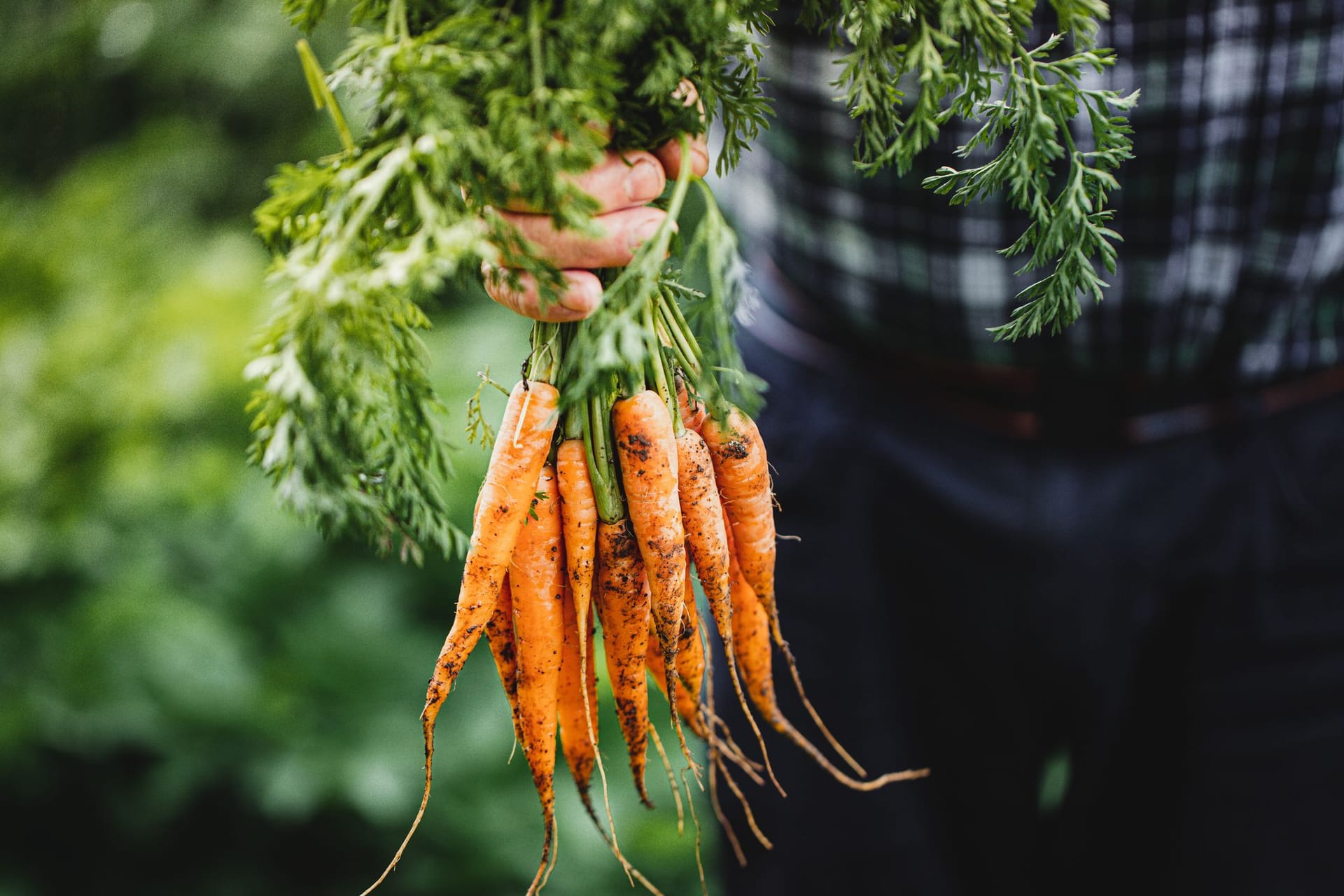 Karotten haben viele Nährstoffe und Vitamine wie Vitamin C, mehrere B-Vitaminen und die fettlöslichen Vitaminen E, K und A. Karotten haben viele Nährstoffe und Vitamine wie Vitamin C, mehrere B-Vitaminen und die fettlöslichen Vitaminen E, K und A.