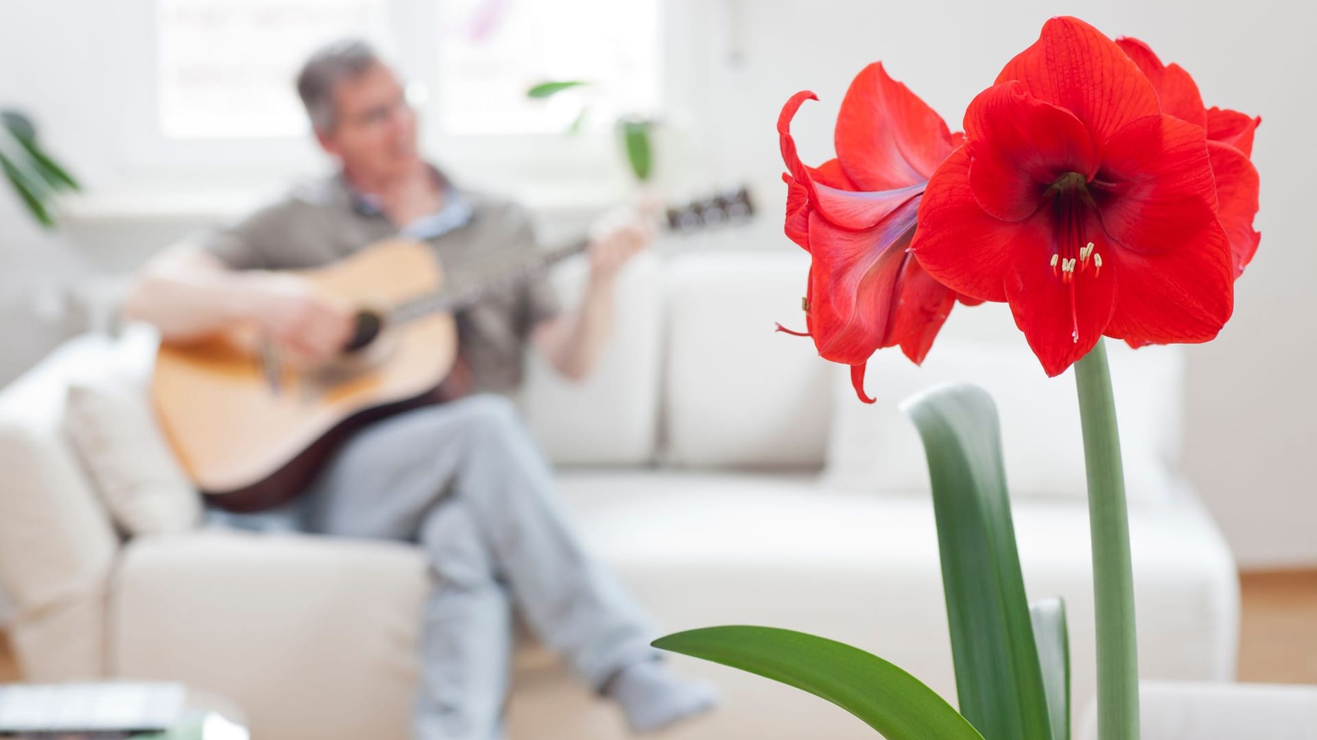Amaryllis abschneiden: Damit die exotische Blume schön bleibt, sollte sie zu bestimmten Zeiten beschnitten werden. Amaryllis abschneiden: Damit die exotische Blume schön bleibt, sollte sie zu bestimmten Zeiten beschnitten werden.