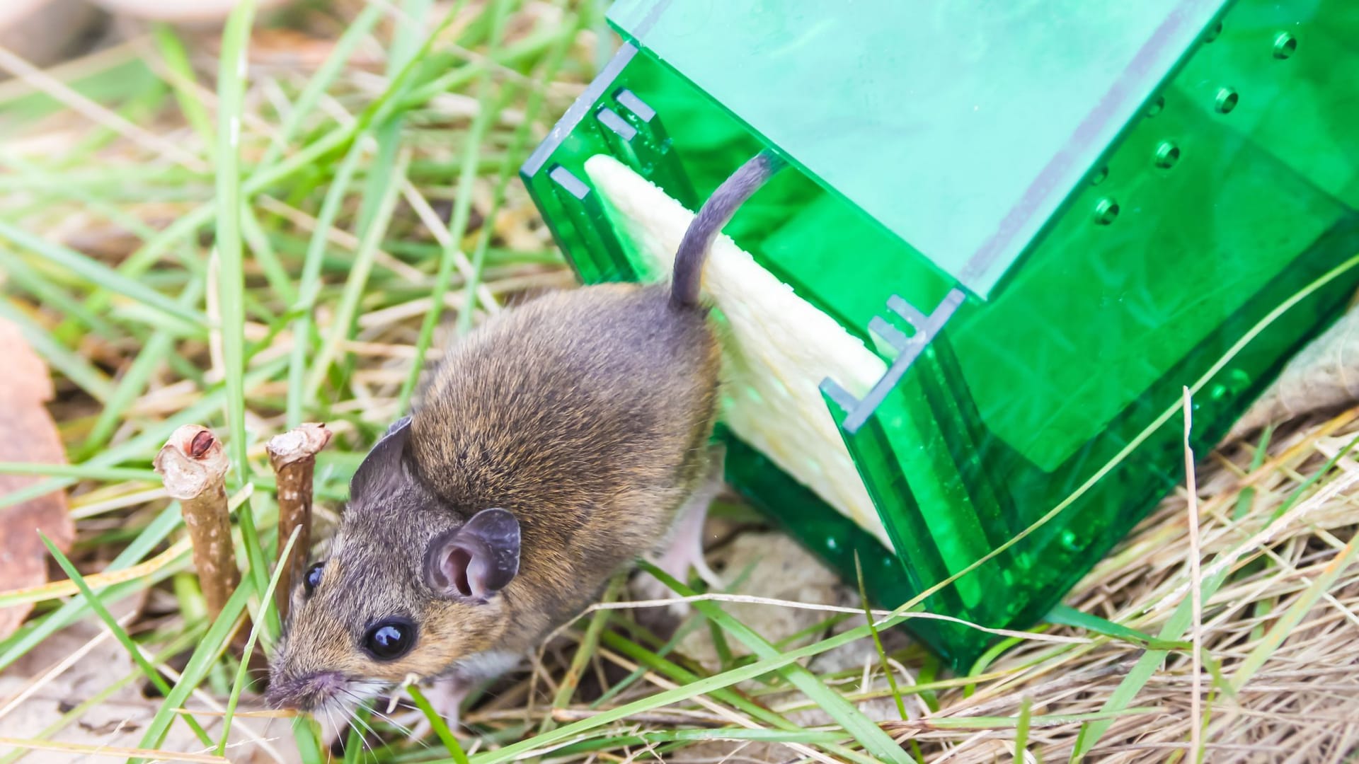 Hausmittel gegen Mäuse im Garten: Feldmäuse können Sie mit Lebendfallen vertreiben. Hausmittel gegen Mäuse im Garten: Feldmäuse können Sie mit Lebendfallen vertreiben.