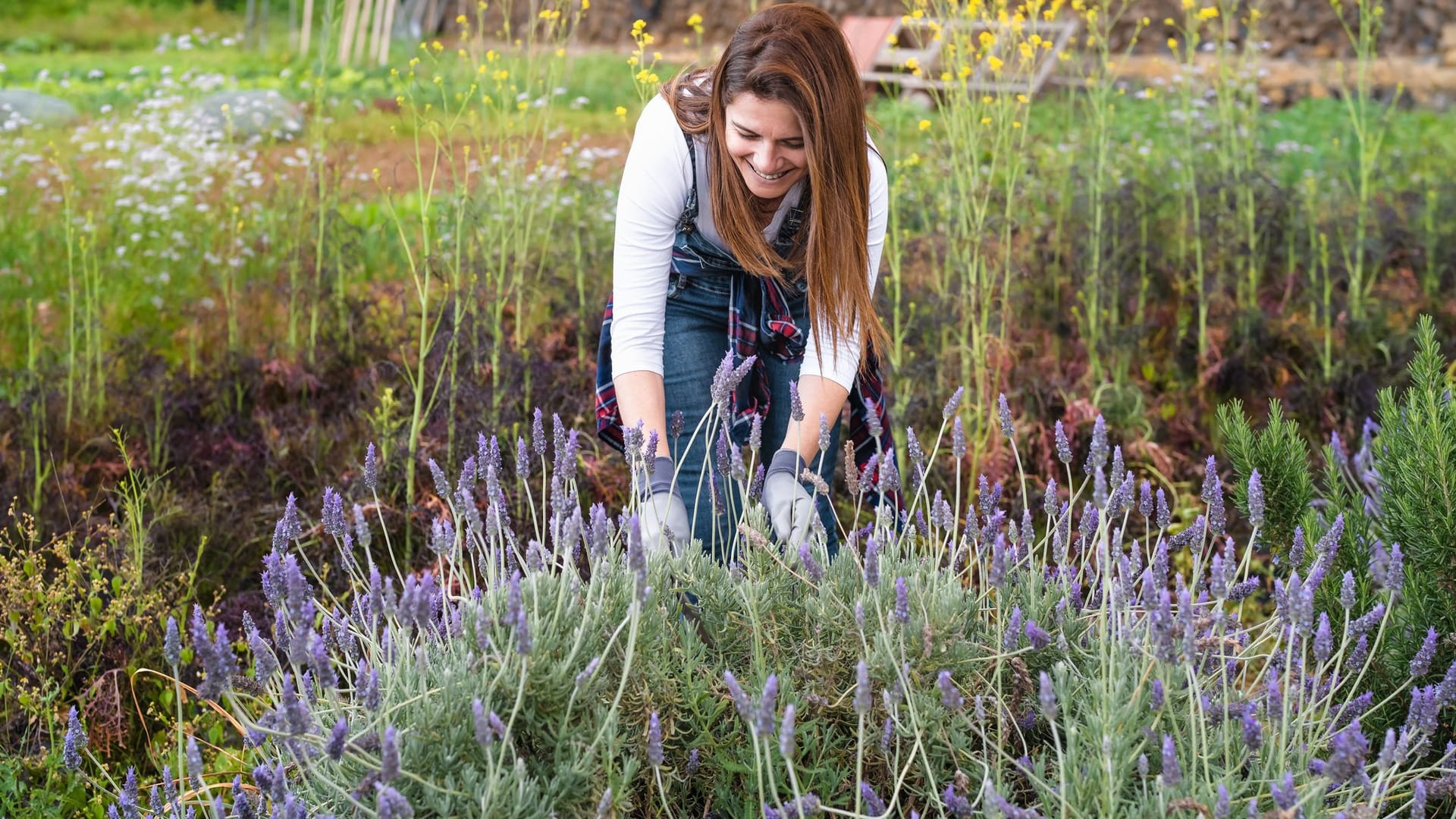 Lavendel braucht hin und wieder Dünger, aber Hornspäne sind hierfür fraglich. Lavendel braucht hin und wieder Dünger, aber Hornspäne sind hierfür fraglich.