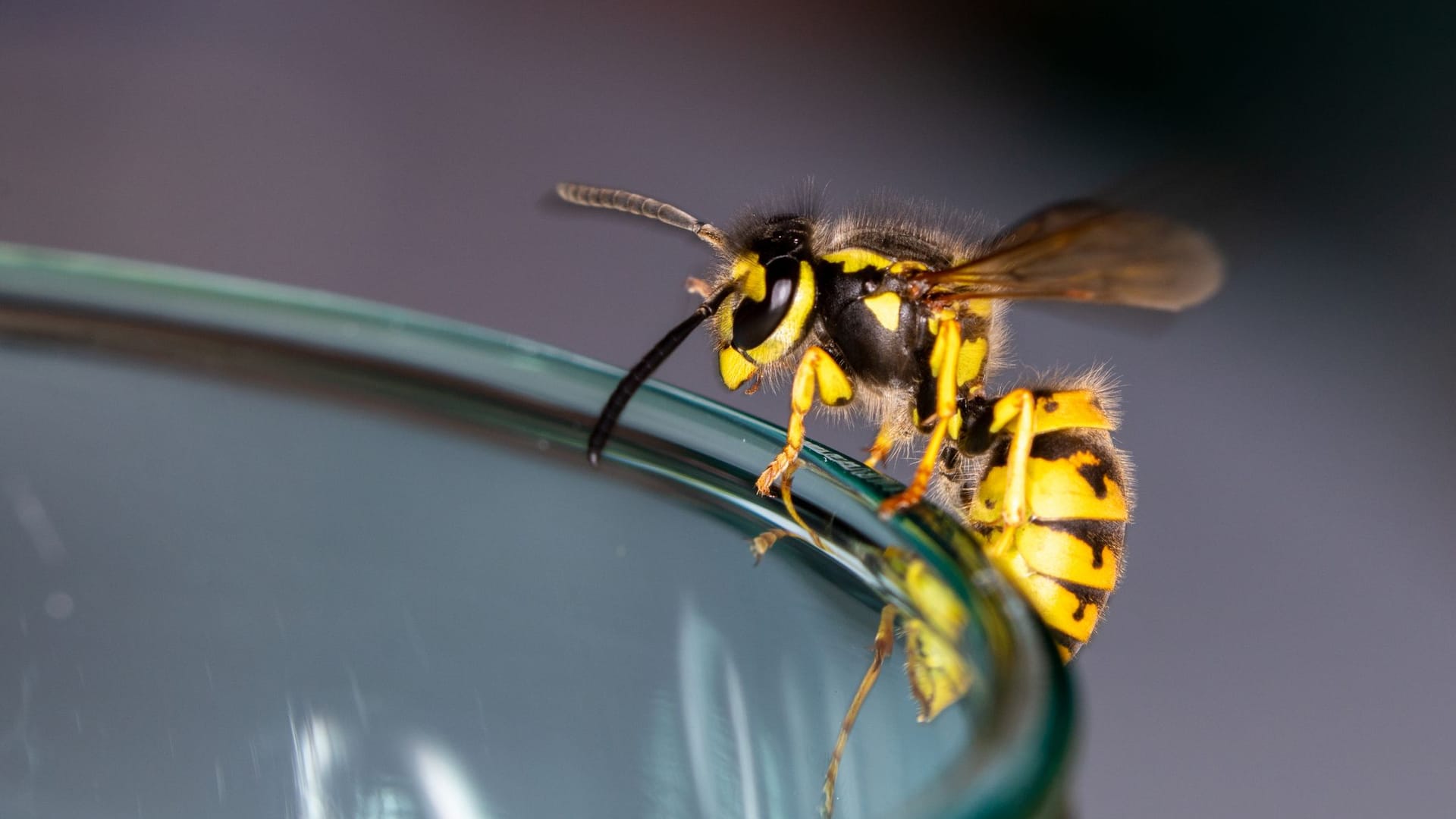 Wespe: Viele haben vor den Insekten Angst. Wespe: Viele haben vor den Insekten Angst.
