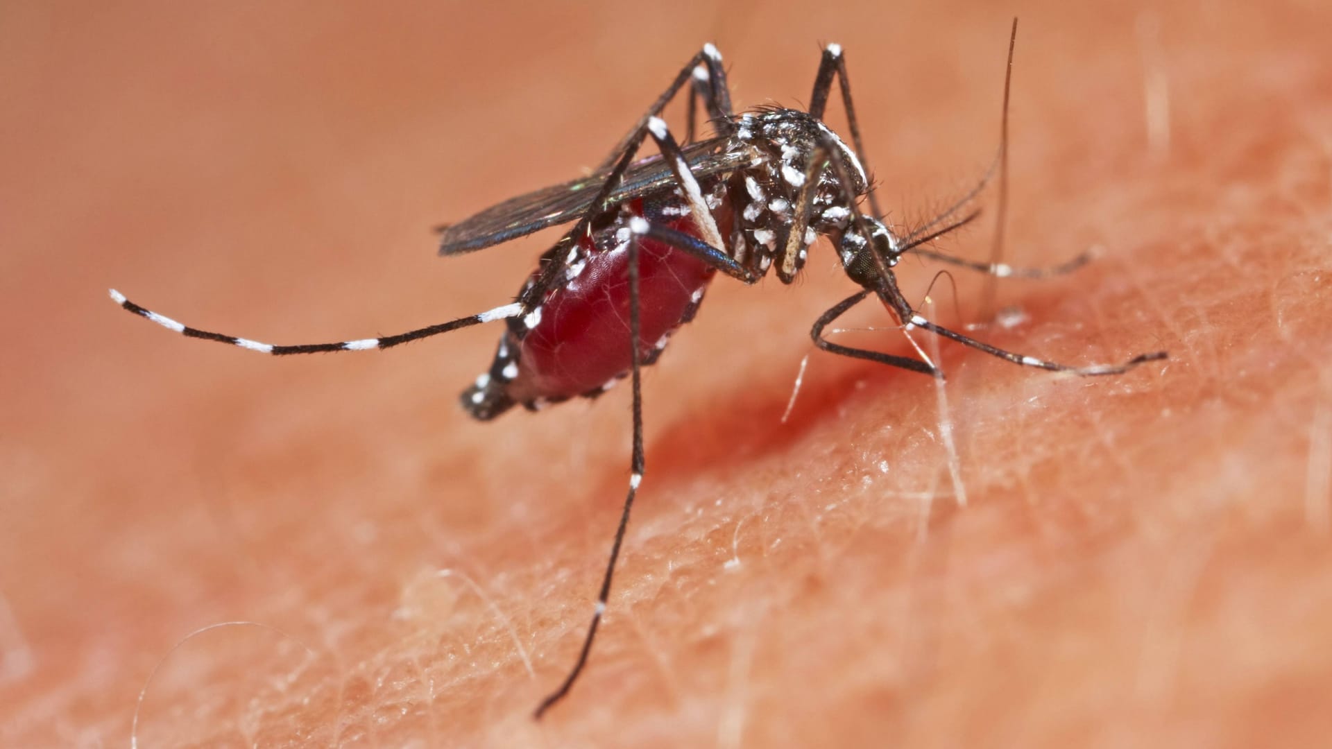 Dengue-Fieber: Das Virus wird vor allem von Gelbfiebermücken oder Asiatischen Tigermücken übertragen. Dengue-Fieber: Das Virus wird vor allem von Gelbfiebermücken oder Asiatischen Tigermücken übertragen.