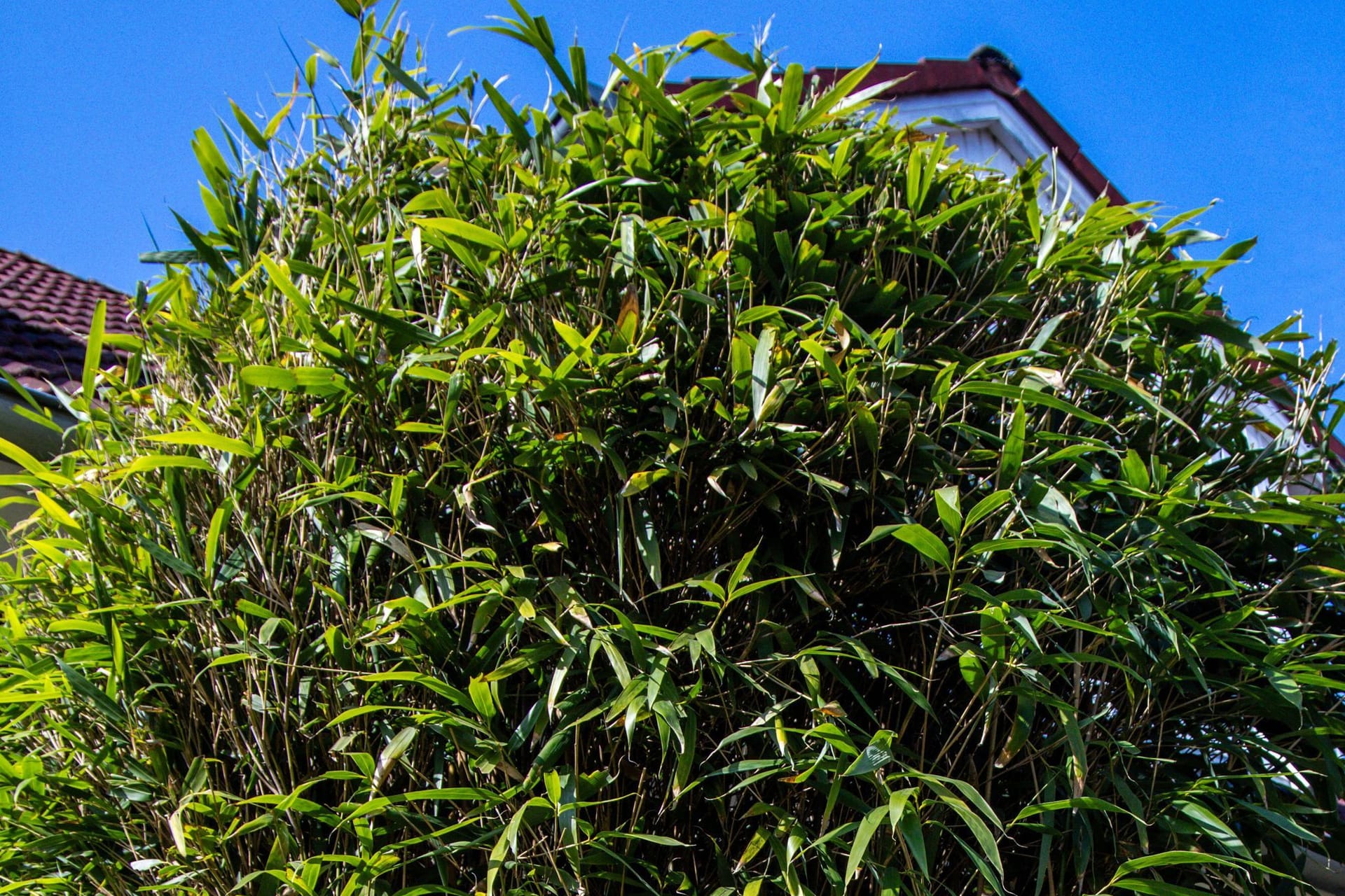 Bambuspflanze in einem Garten