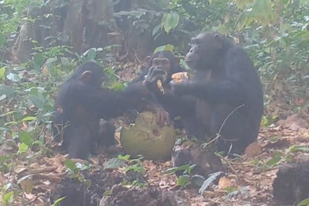 Schimpansen beim Teilen von Früchten des Afrikanischen Brotfruchtbaums.