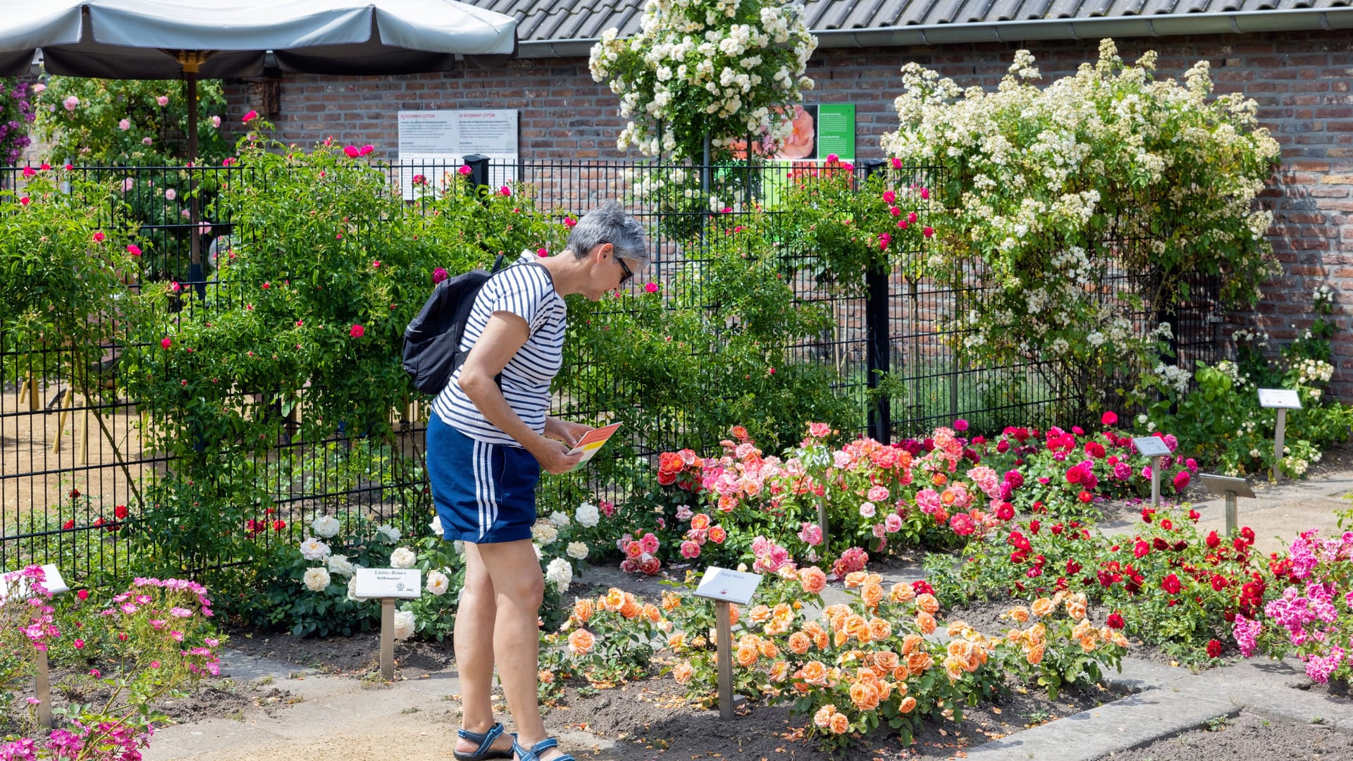 Woman wondering beautiful roses in Dutch public garden