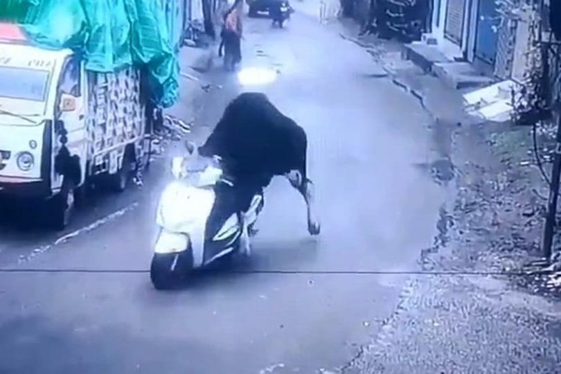 Ein Stier fährt in Indien auf einem Motorroller die Straße runter.
