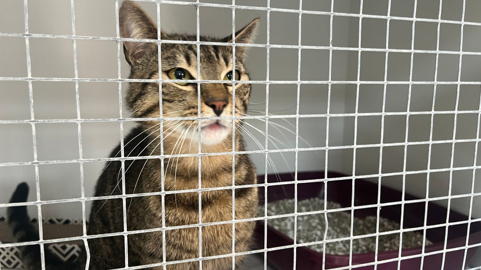 Eine Katze auf einer Isolierstation im Tierheim Aachen: Da gefundene Katzen vom Tierheim nicht mehr kastriert werden dürfen, können sie lange nicht in das normale Gehege. Eine Katze auf einer Isolierstation im Tierheim Aachen: Da gefundene Katzen vom Tierheim nicht mehr kastriert werden dürfen, können sie lange nicht in das normale Gehege.